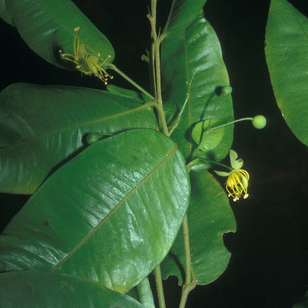 Swartzia arborescens Fleur