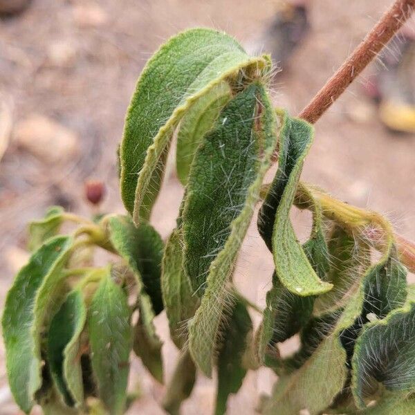 Cistus symphytifolius Blad