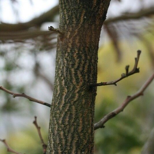 Acacia heterophylla Bark