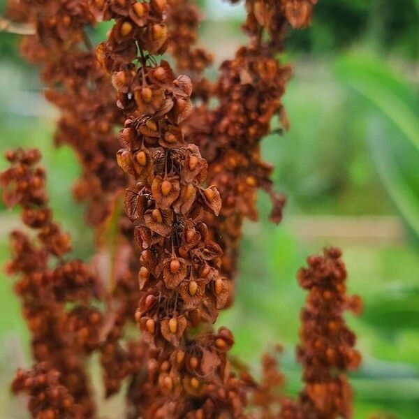 Rumex longifolius फल