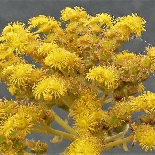 Aeonium aureum Flower