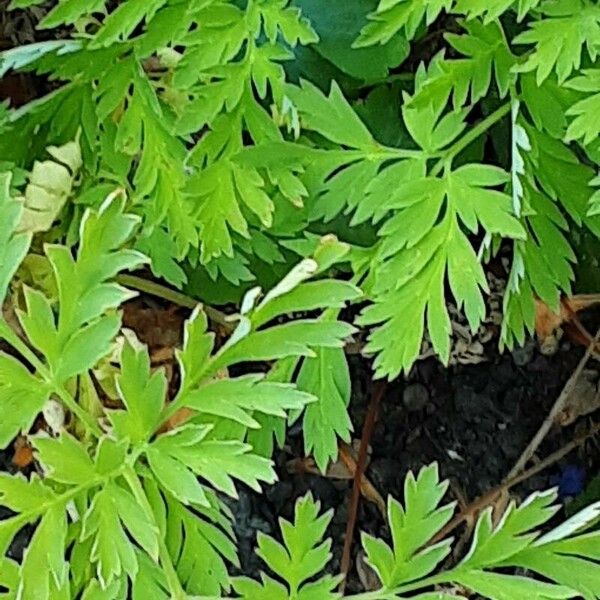 Dicentra formosa Feuille