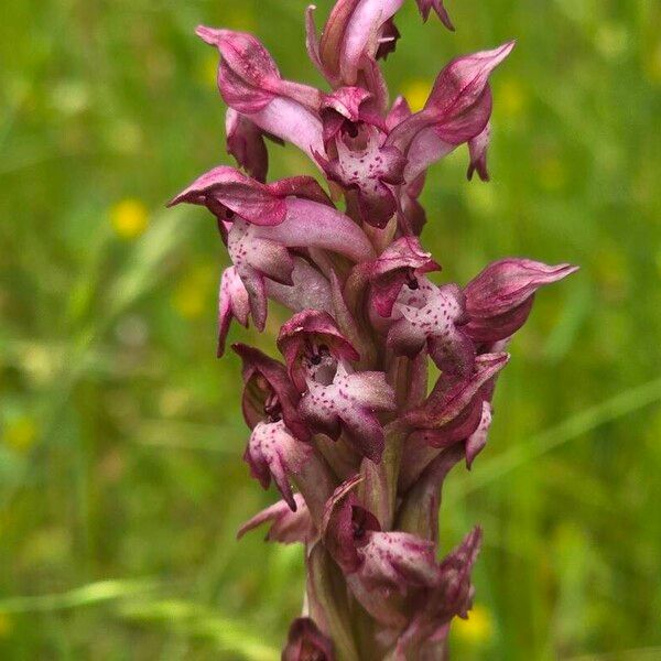 Anacamptis coriophora Цвят