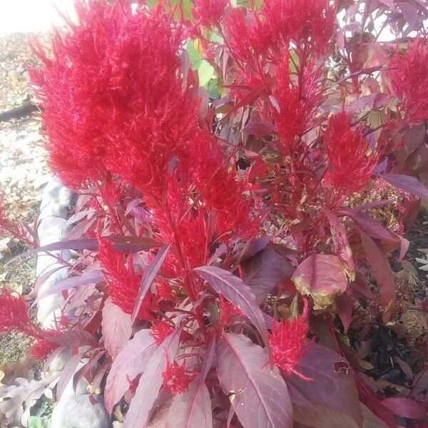 Amaranthus cruentus 花