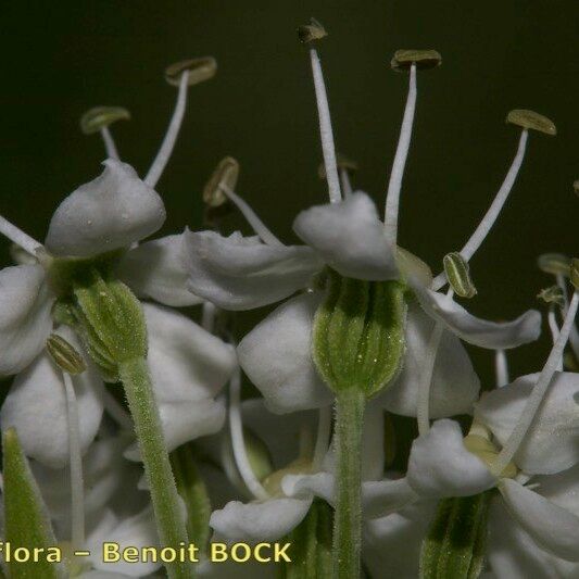 Pleurospermum austriacum Fruto