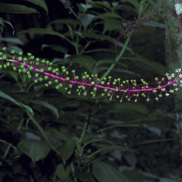 Phytolacca rivinoides Flower