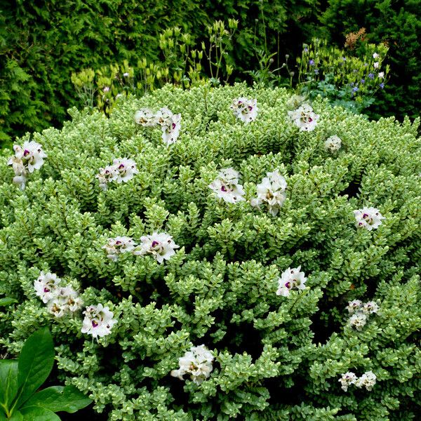 Veronica buchananii Plante entière