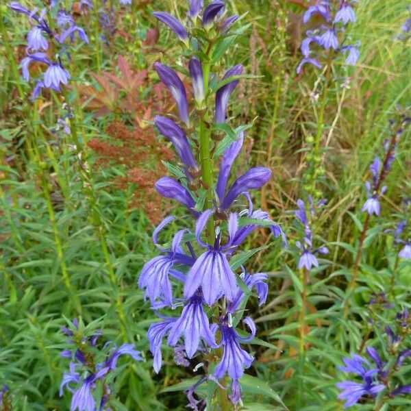 Lobelia siphilitica Flower