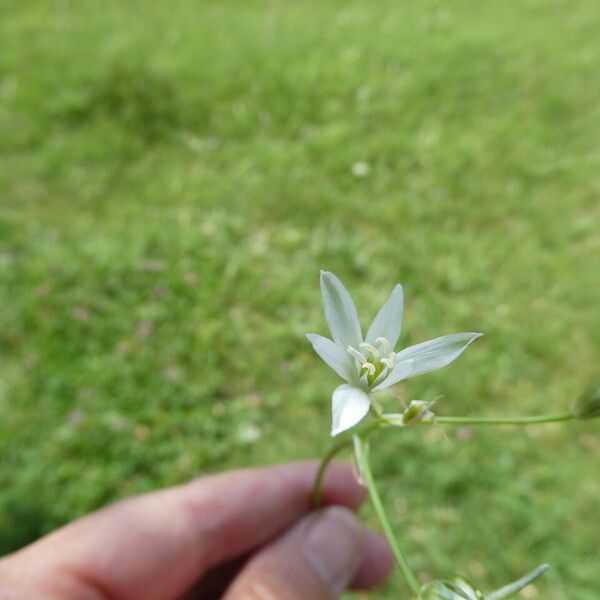 Ornithogalum orthophyllum Cvet