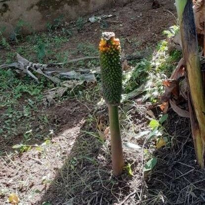 Amorphophallus paeoniifolius Frukto