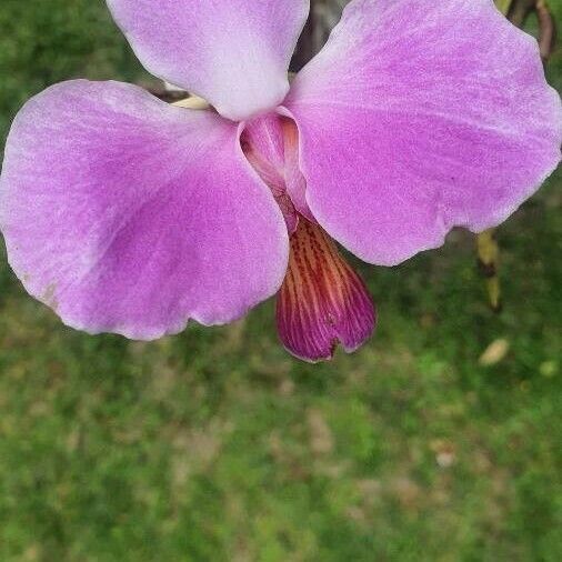 Papilionanthe teres Flower