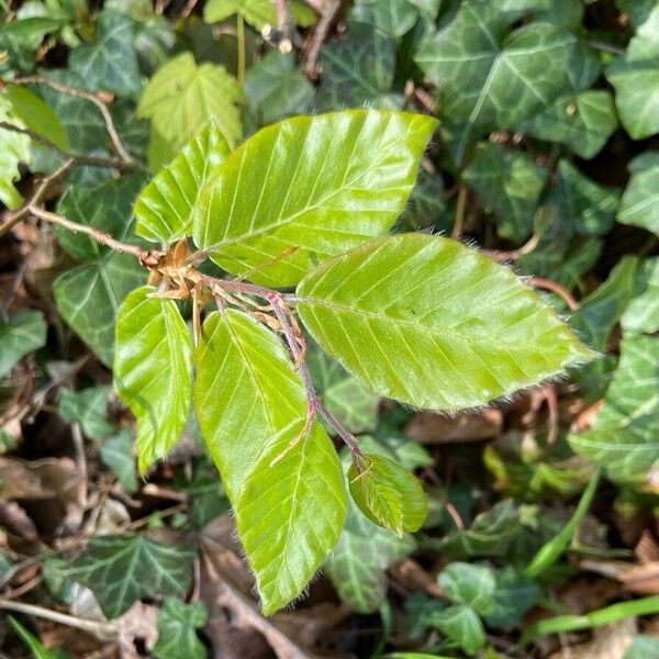 Fagus sylvatica Ліст