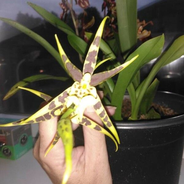 Brassia arachnoidea Floro