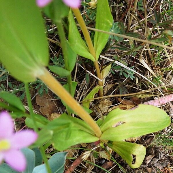 Centaurium erythraea 叶