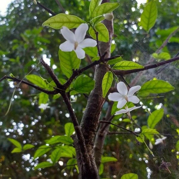 Wrightia religiosa Цвят