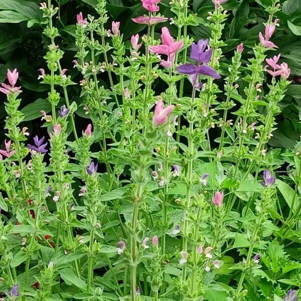 Salvia viridis Квітка