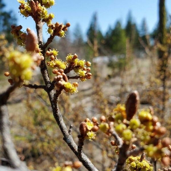 Shepherdia canadensis Květ