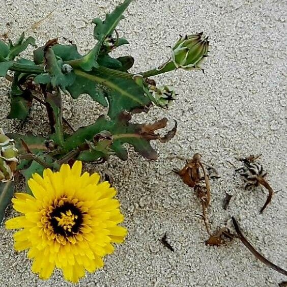 Reichardia tingitana Flower