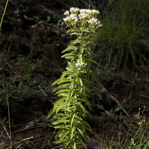 Stevia serrata Tervik taim