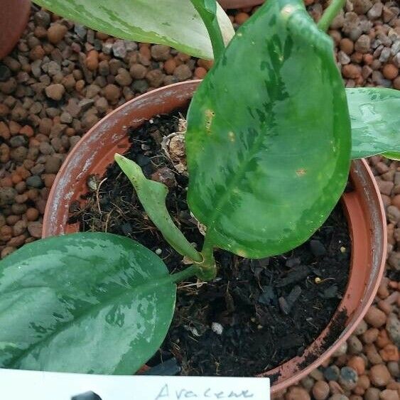 Aglaonema nitidum Blatt