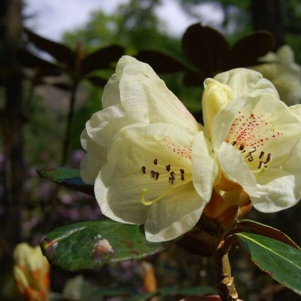 Rhododendron lanatum Õis