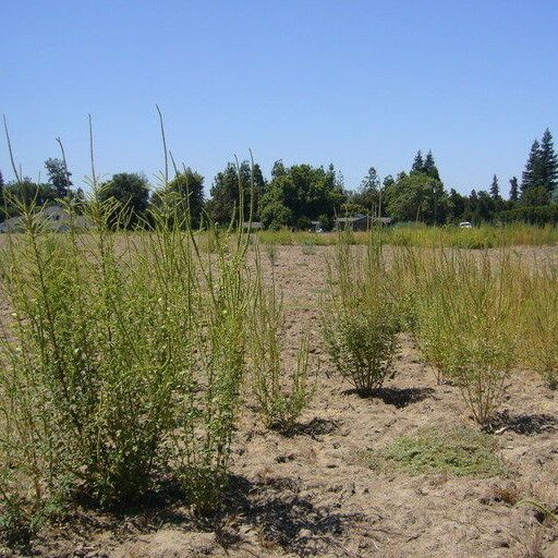 Amaranthus palmeri Habitus