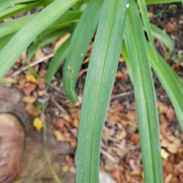 Amianthium muscitoxicum Deilen