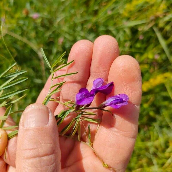 Vicia peregrina Blomst