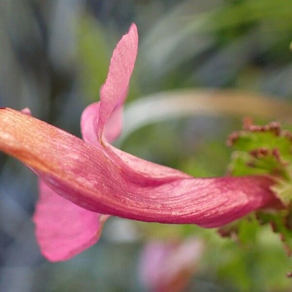 Pedicularis gyroflexa Flower