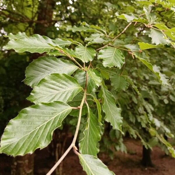 Fagus sylvatica Deilen