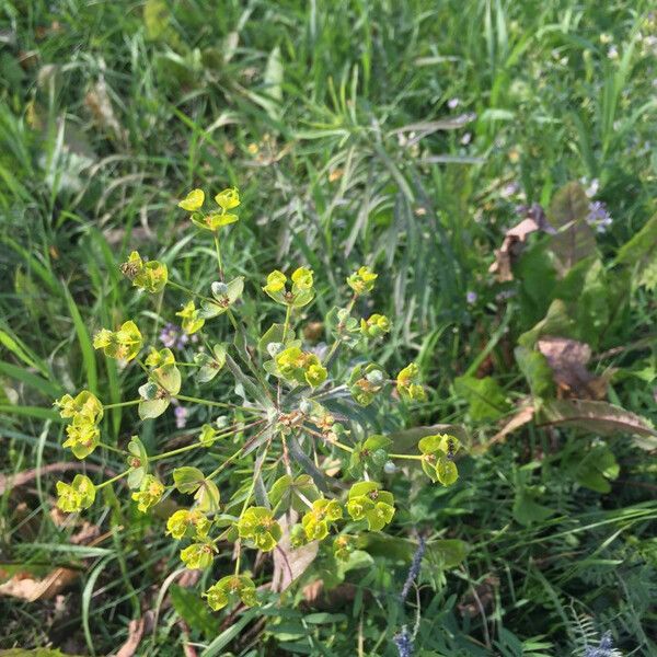 Euphorbia cyparissias Květ