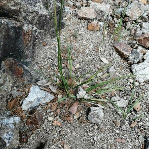 Sporobolus indicus Blad