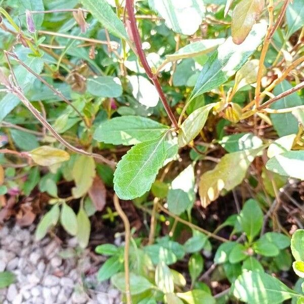 Salvia buchananii Hoja