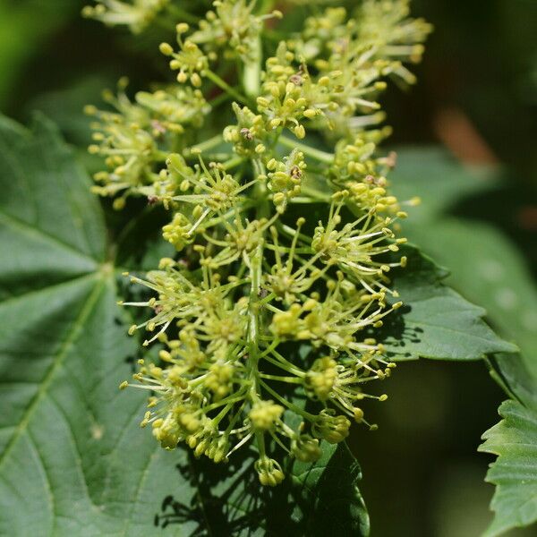 Acer pseudoplatanus Flor