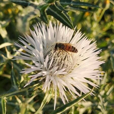 Galactites tomentosus Flor