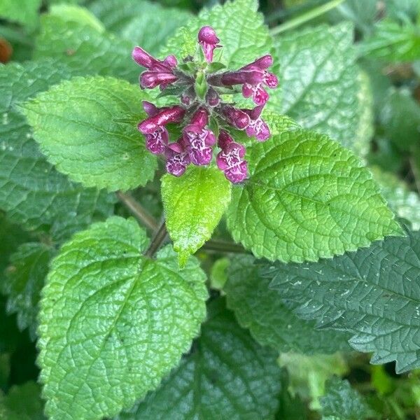 Stachys sylvatica ᱵᱟᱦᱟ