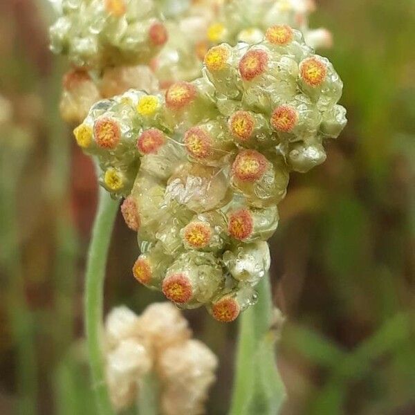 Pseudognaphalium luteoalbum Květ