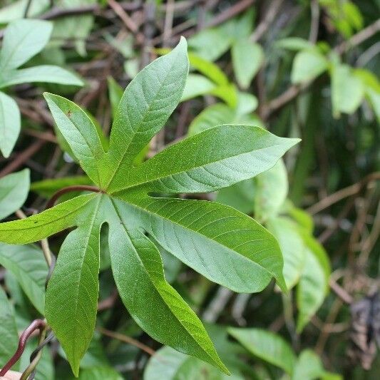 Merremia tuberosa 叶