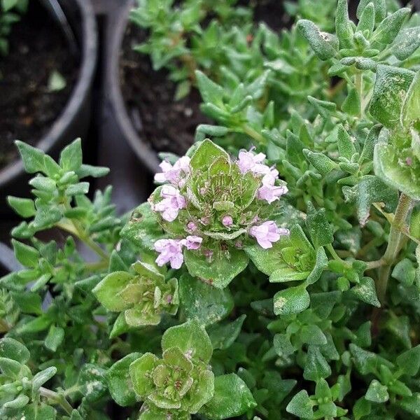 Thymus camphoratus Кветка