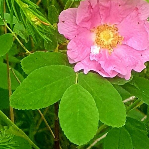 Rosa majalis Fulla