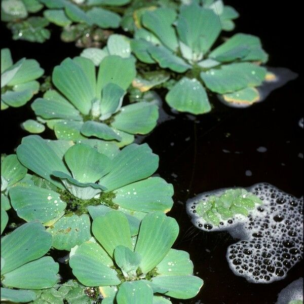 Pistia stratiotes Агульны выгляд