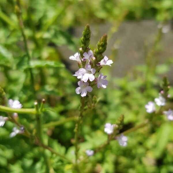 Verbena officinalis Flower