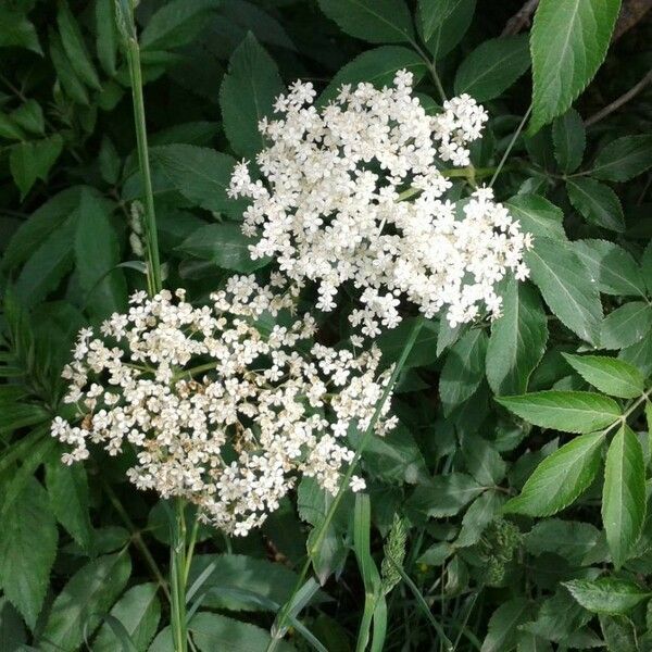 Sambucus nigra Kvet