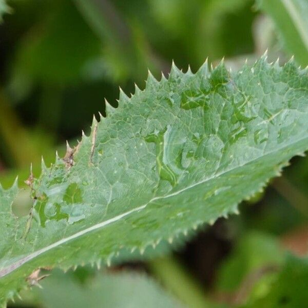 Sonchus asper Leaf