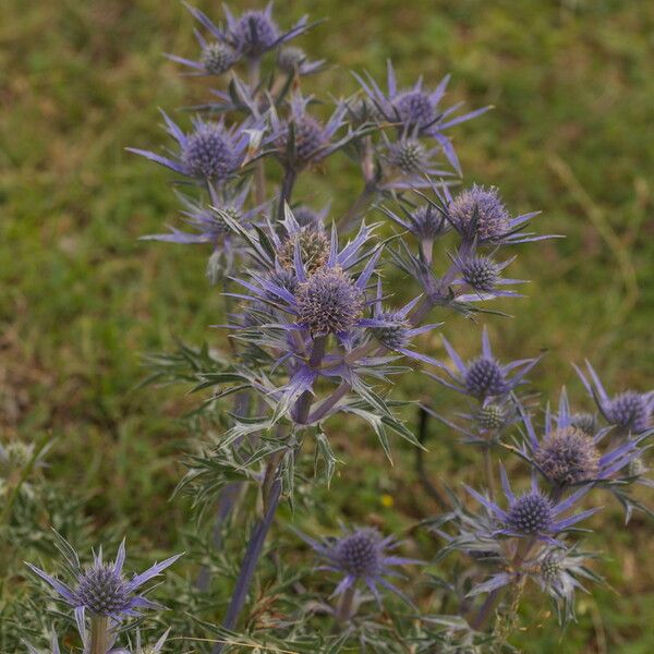 Eryngium bourgatii Habit