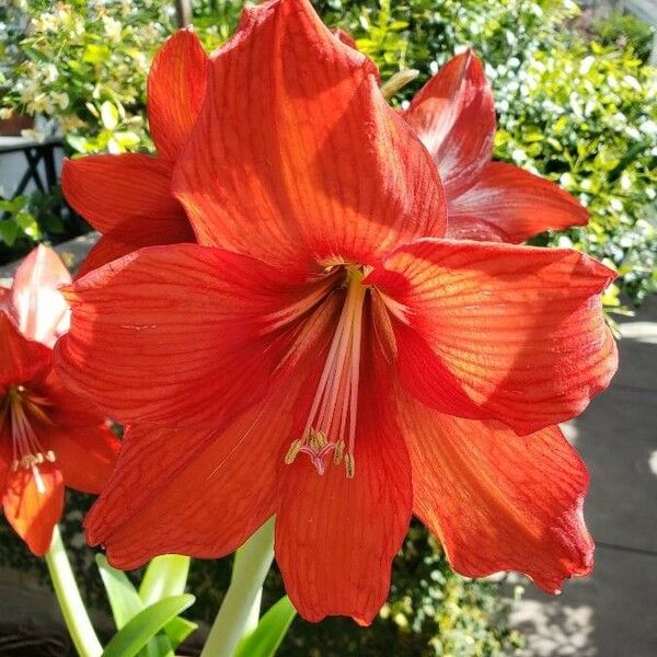 Hippeastrum reginae ফুল