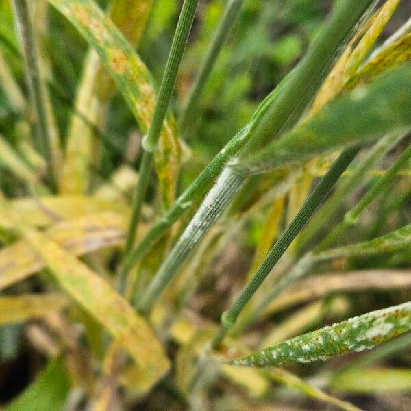 Bromus hordeaceus Bark