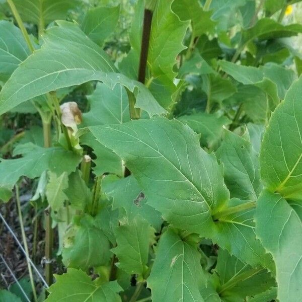 Silphium perfoliatum Листок