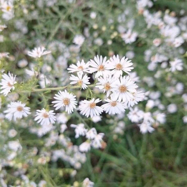 Symphyotrichum ericoides Květ