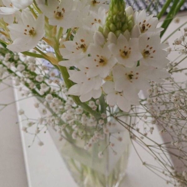 Ornithogalum thyrsoides Flower